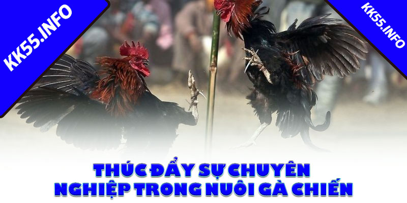 Thúc đẩy sự chuyên nghiệp trong nuôi gà chiến